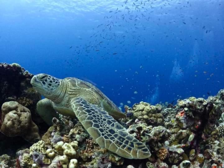 Dea Gili Cottages Gili Meno Eksteriør bilde